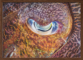 Focus on cuttlefish Poster