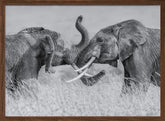 Elephant &quot;Tai Chi&quot; Poster