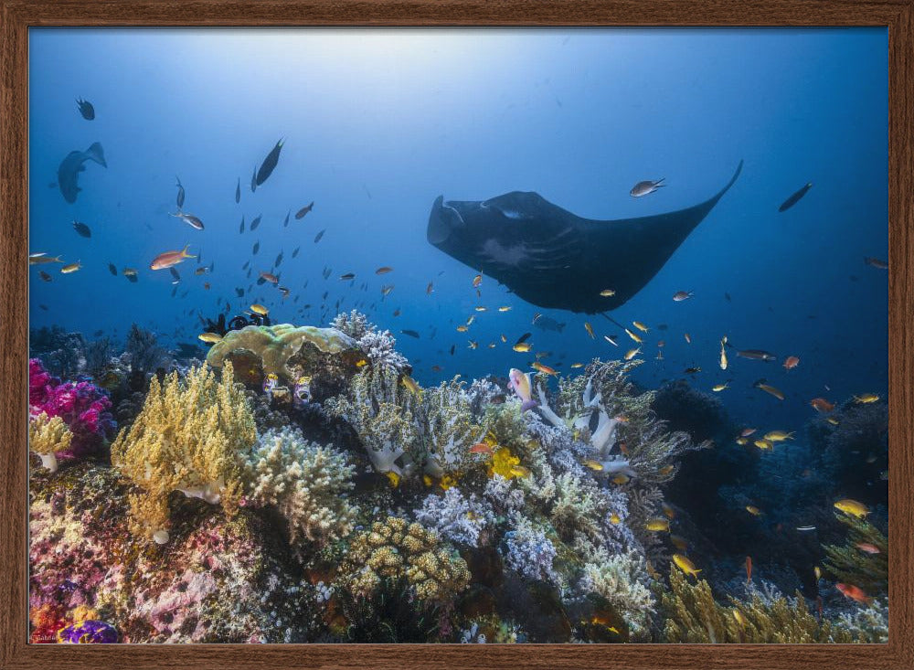 Manta reef on the reef Poster