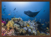 Manta reef on the reef Poster