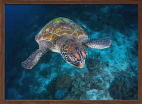 Green turtle from Sauwandarek Poster