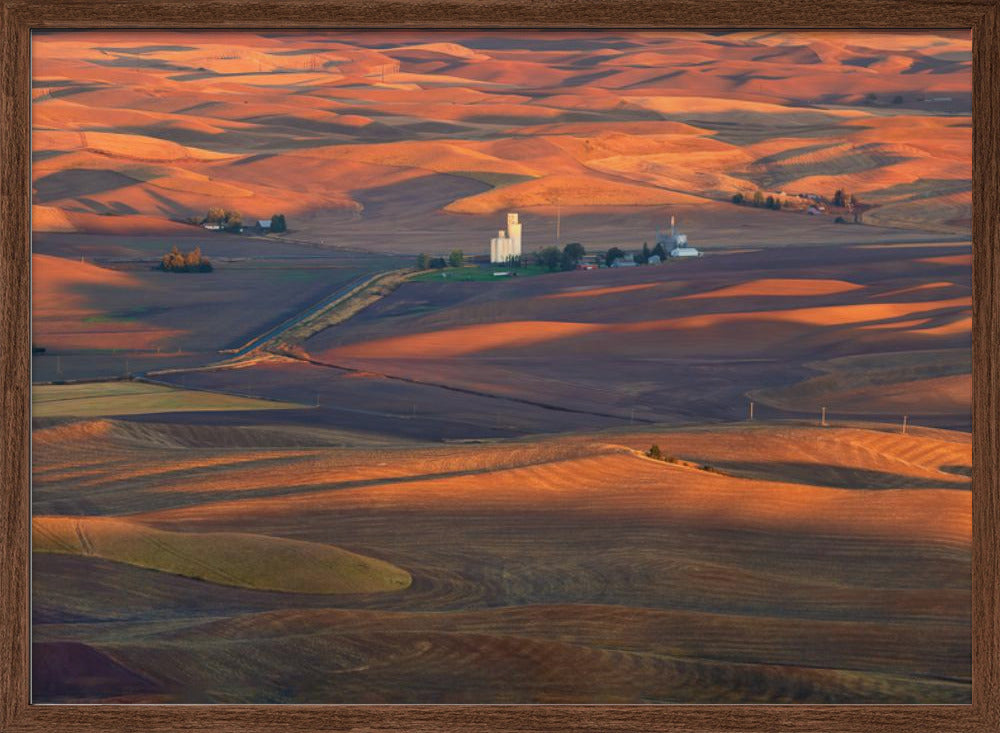 Golden Palouse Poster