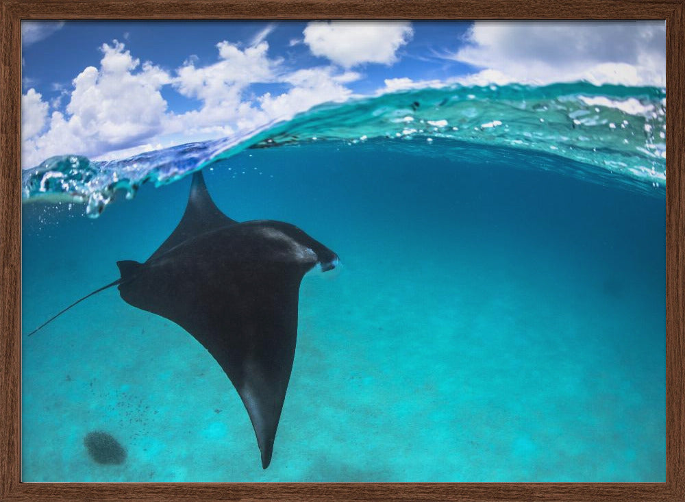 A reef manta ray in Mayotte Poster