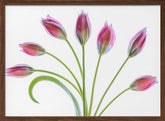 Tulipa Poster