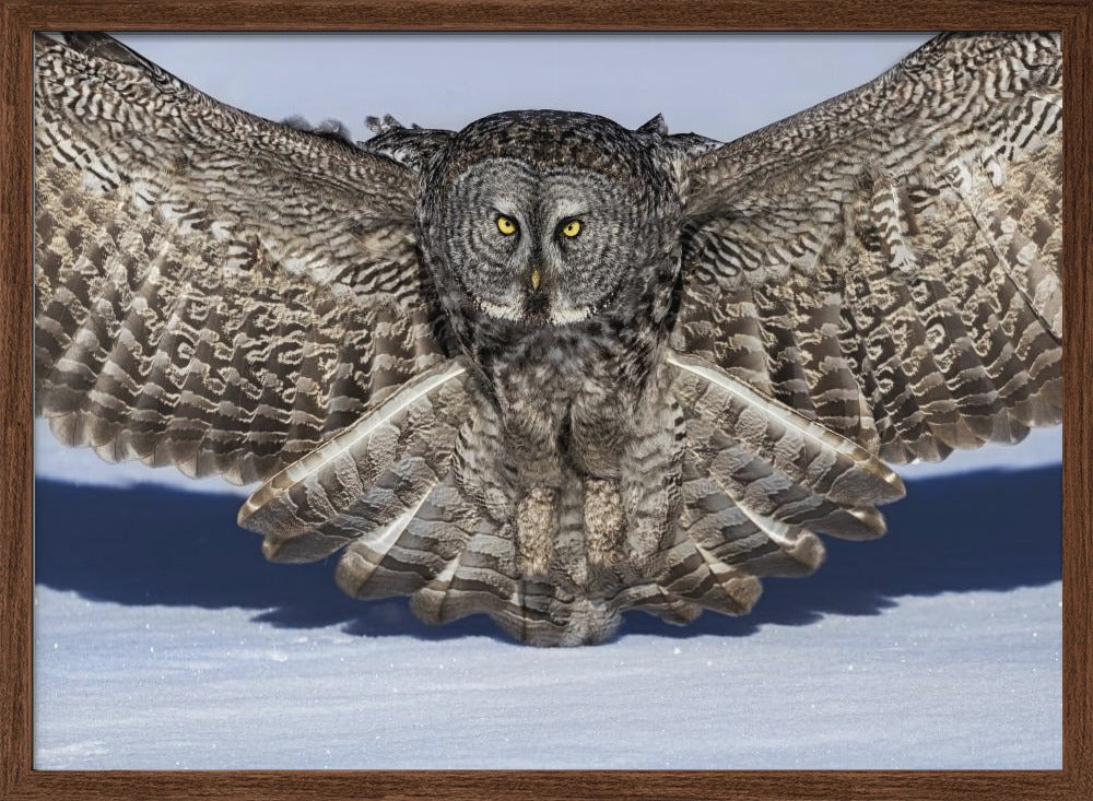 Great Grey Owl Poster