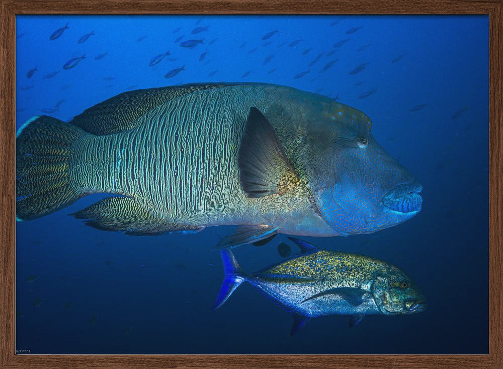 Humphead wrasse Poster