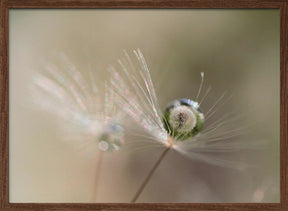 Star of dandelion Poster