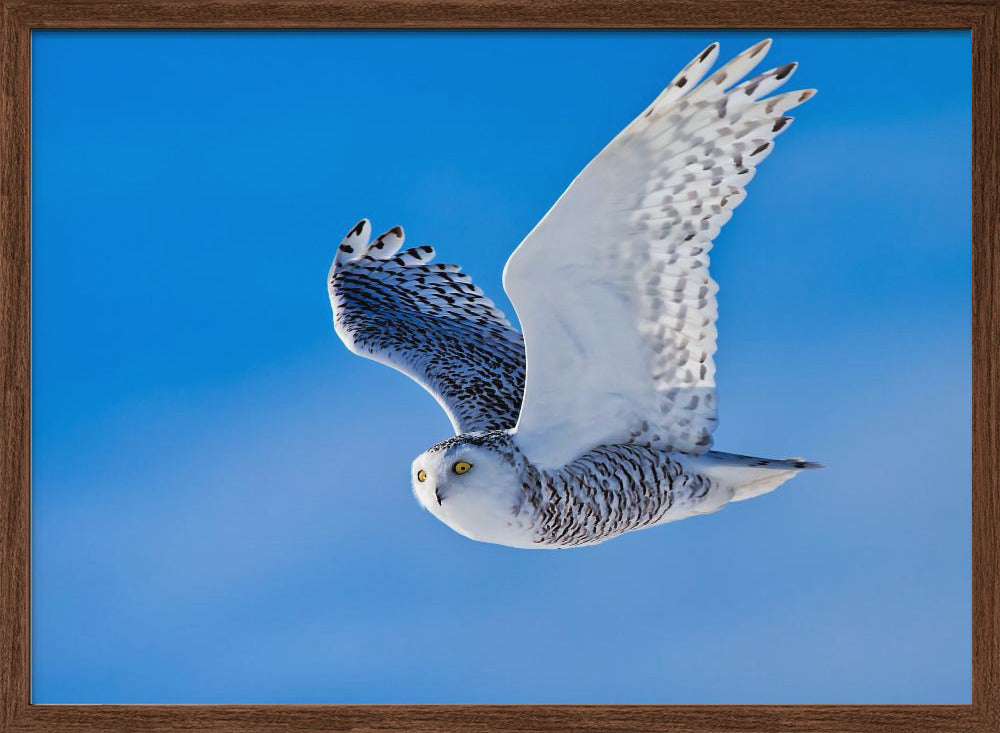 Snow Owl Poster