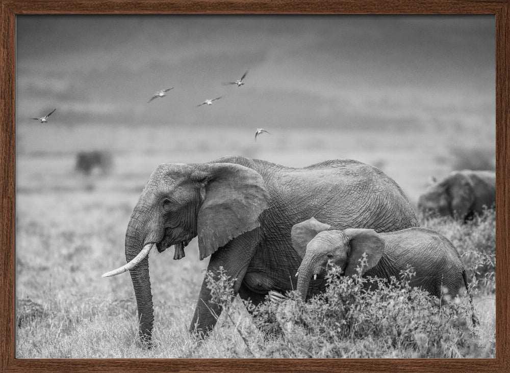 MONO ELEPHANT FAMILY Poster