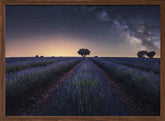 Lavender fields Poster