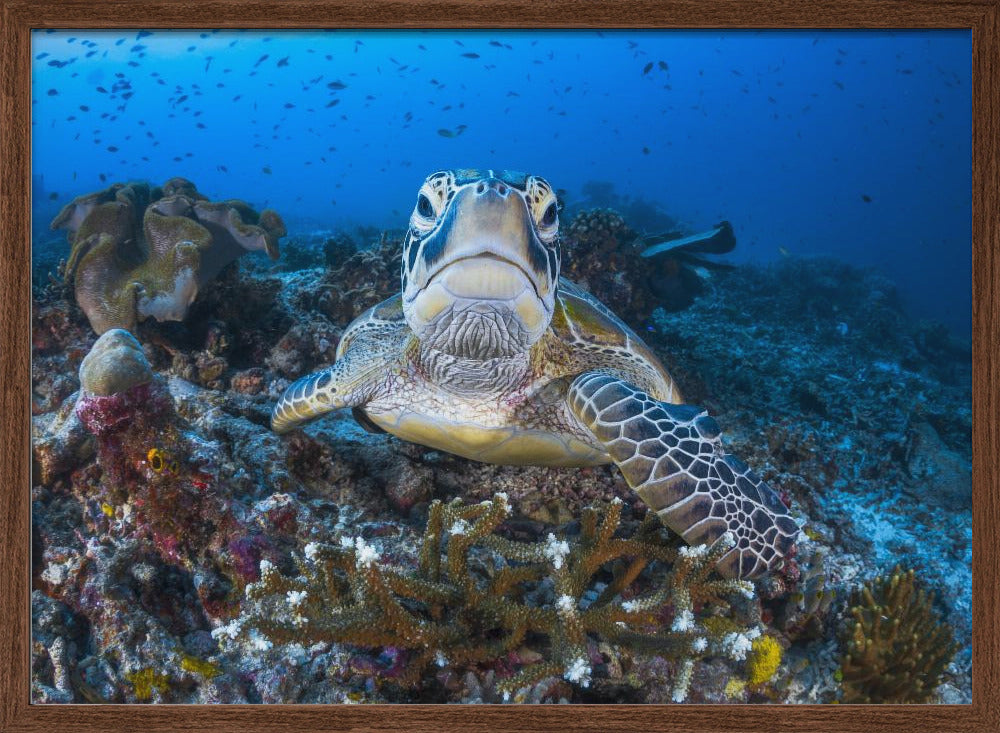 Face to face with a green turtle Poster