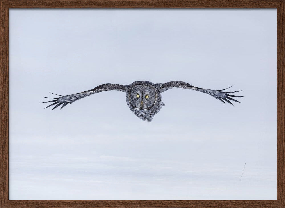 Great Grey Owl in Flight Poster