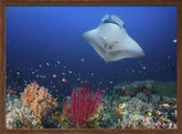 Ocean Manta Ray on the reef Poster