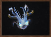 Squid like a ghost Poster