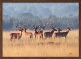 Red Deer Poster