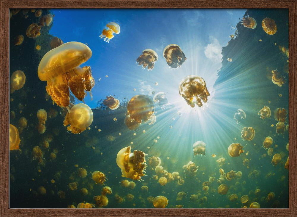 Sunlight and Jellyfish Poster