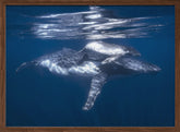 A humpback whale and its calf Poster