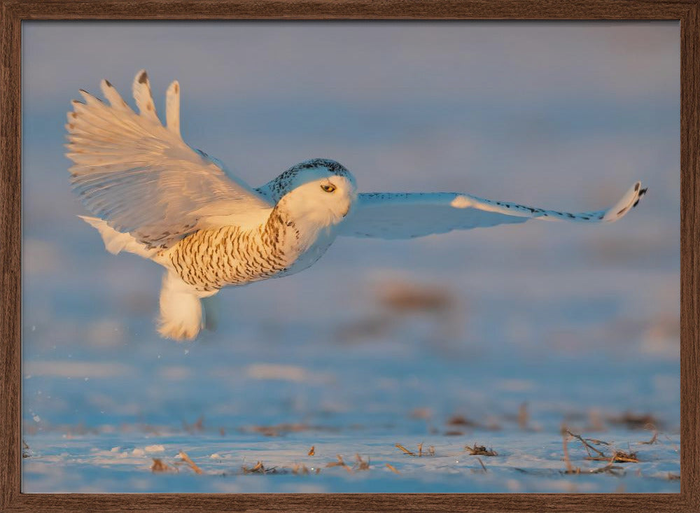 Snowy Owl Poster