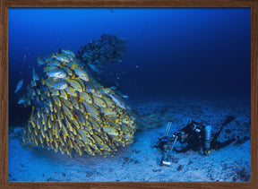 Face to face with diagonal-banded sweetlips Poster