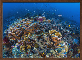 Coral Garden Poster