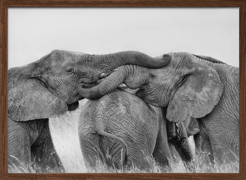 Elephant Playing Poster