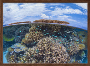 Split level from Mayotte reef Poster