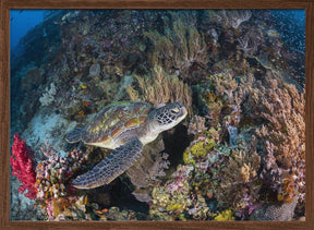 Coral garden and green turtle Poster