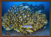 Cape Kri's school of sweetlips Poster