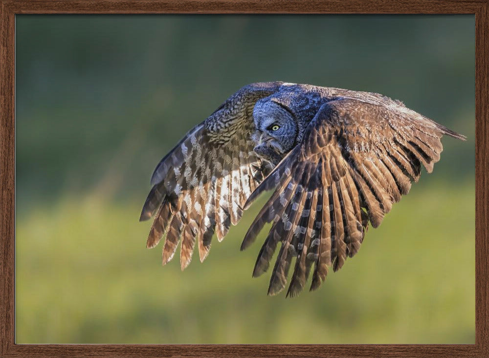 Great Grey Owl Poster