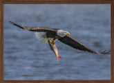 Bald Eagle Catching Fish Poster