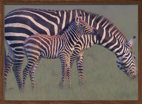 Baby Zebra Poster