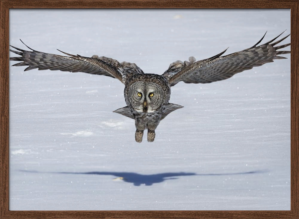 Great Grey Owl in Flight Poster