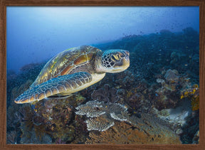 Green sea turtle from Raja Ampat Poster