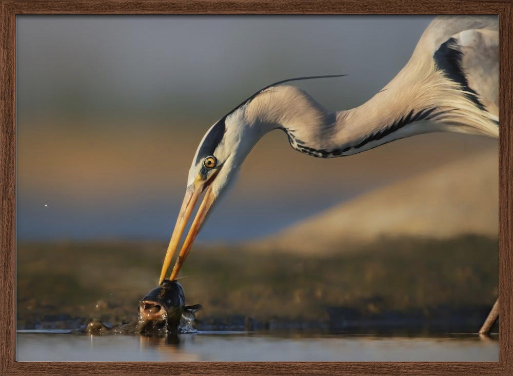 Catching in The Morning Poster