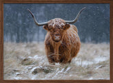 Snowy Highland cow Poster