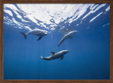 Bottlenose dolphin from Indian océan Poster