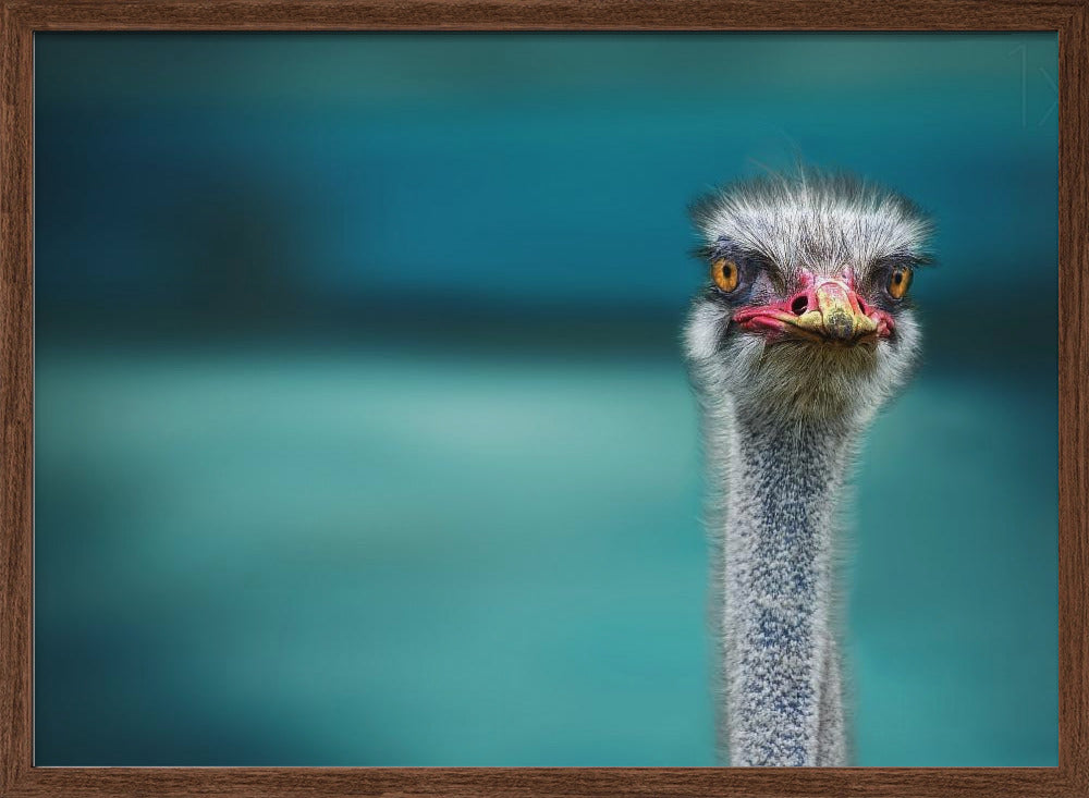 Ostrich Protecting two Poor Chicken from the Wind Poster