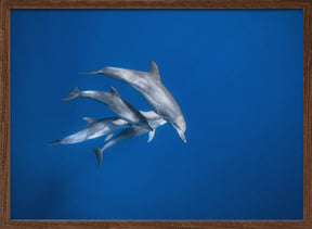 Bottlenose dolphin family Poster