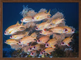 Yellow-tipped squirrefish Poster