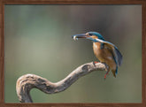 kingfisher with fish Poster