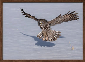 Great Grey Owl Poster