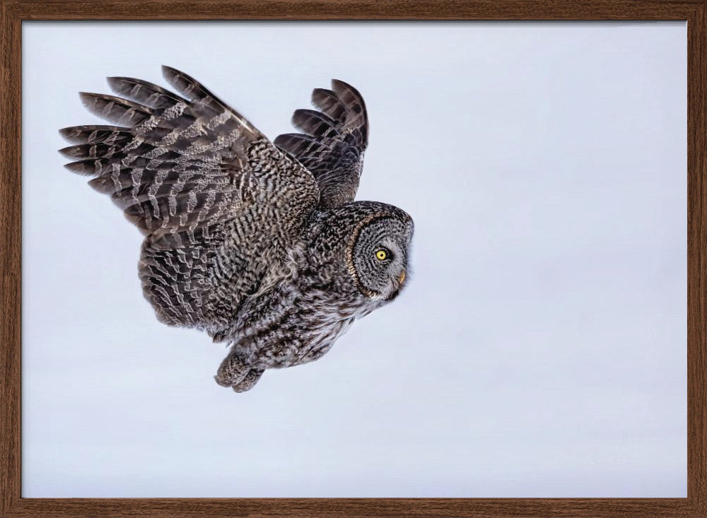 Great Grey Owl Poster