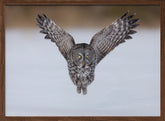 Great Grey Owl in Flight Poster