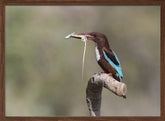 White-throated Kingfisher Poster