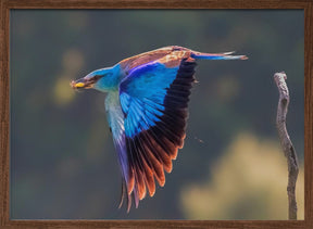 European Roller Poster