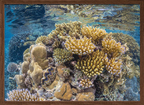 Reef of Mayotte Poster