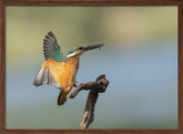 Common kingfisher Poster