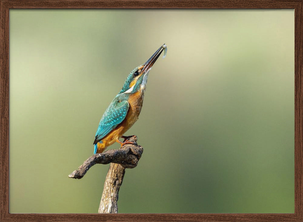 Beautiful kingfisher Poster