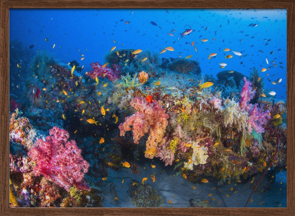 Colors of Soft Coral Poster