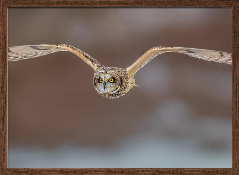 Short Ear Owl in Flight Poster